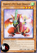 CUCCIOLO DI DRAGO DELLE ARPIE