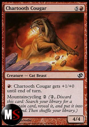 CHARTOOTH COUGAR