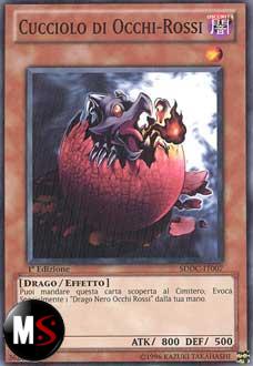 CUCCIOLO DI OCCHI-ROSSI