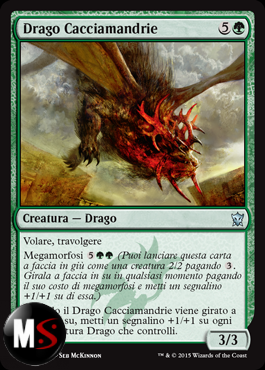 DRAGO CACCIAMANDRIE