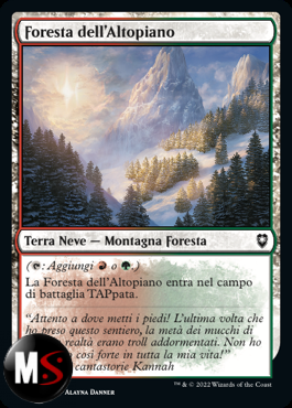 FORESTA DELL'ALTOPIANO