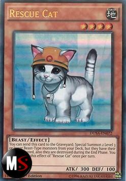 GATTO DA SOCCORSO