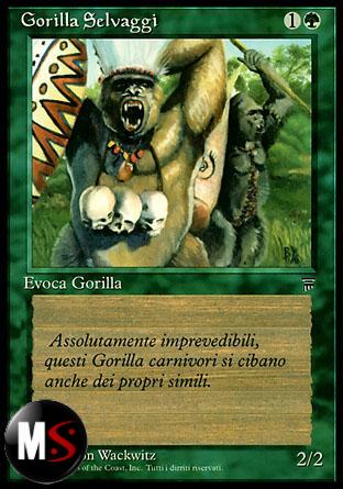 GORILLA SELVAGGI