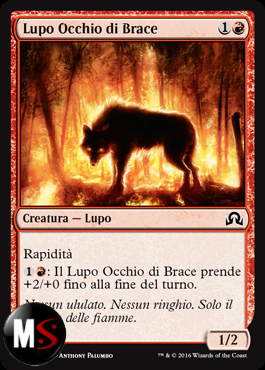 LUPO OCCHIO DI BRACE