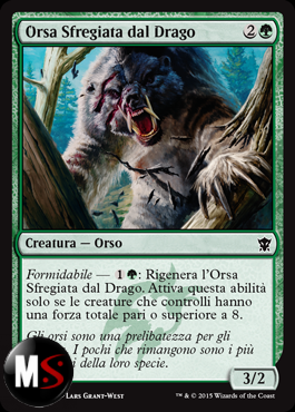 ORSA SFREGIATA DAL DRAGO