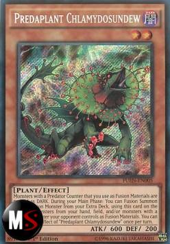 PREDAPIANTA CLAMIDOSUNDEW