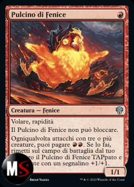 PULCINO DI FENICE