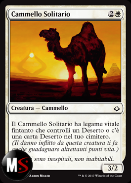 CAMMELLO SOLITARIO