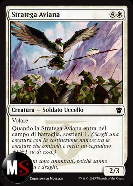 STRATEGA AVIANA