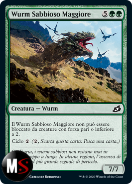 WURM SABBIOSO MAGGIORE